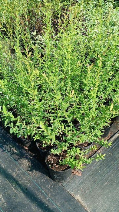 Верба Матсудана, Хакуро-Нішікі, Секка,  японська