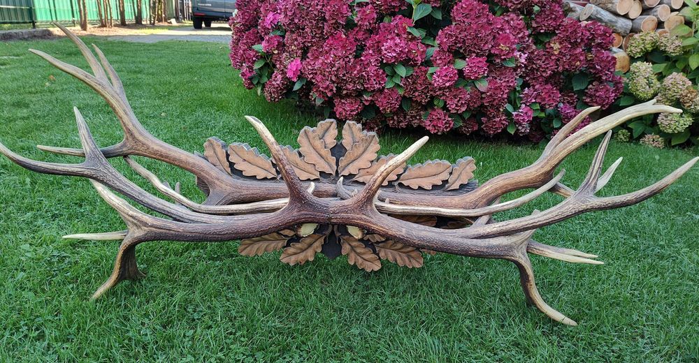 Wieszak półka z poroża jelenia śliczny zrzut trofea wieniec poroże