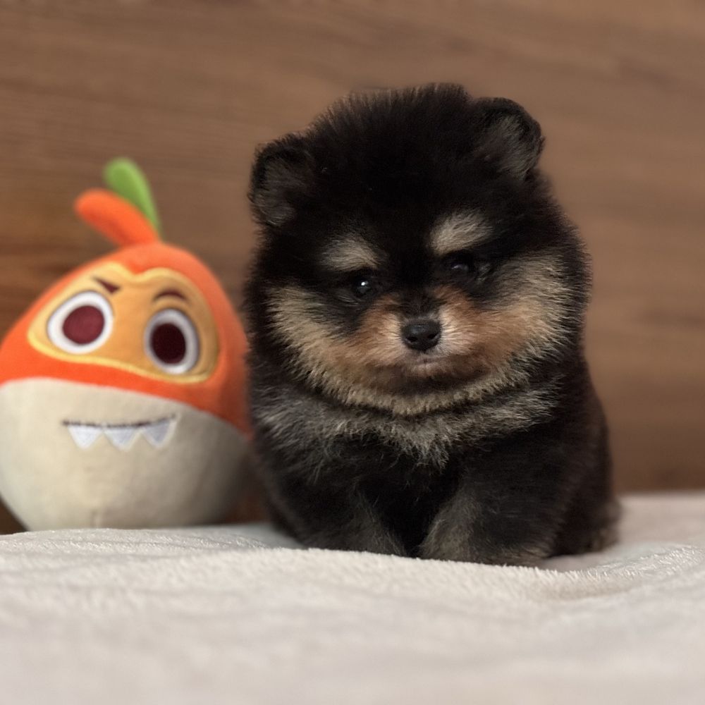 шикарний Хлопчик тип ведмедика.