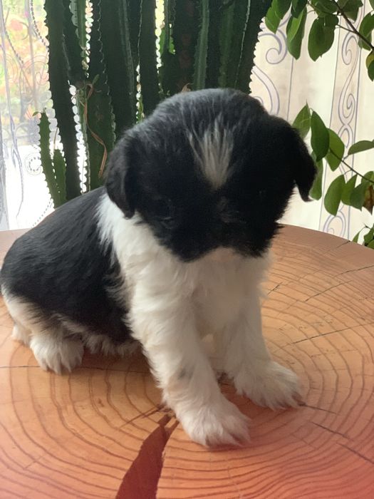 Pieski Shih Tzu o barwie Bicolor