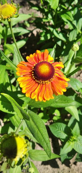 Гелениум летний многолетний, тамарикс