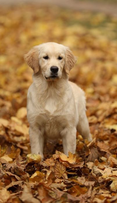 Щенки золотистого ретривера