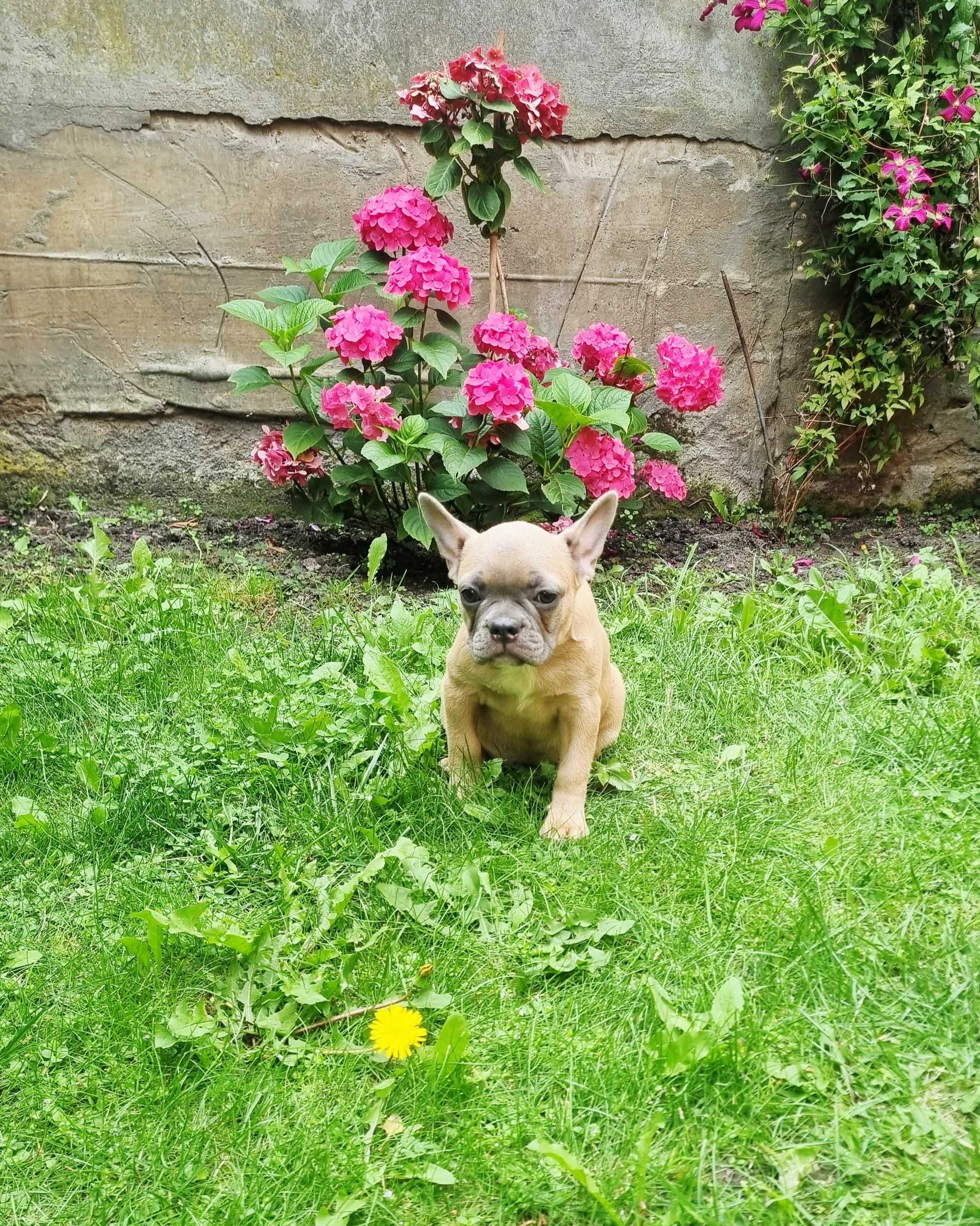 Buldog francuski suczka
