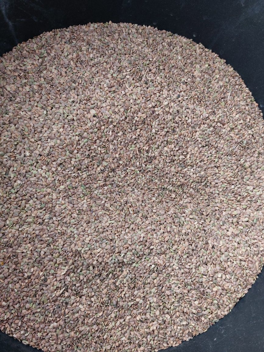 Seradela saladera saradela