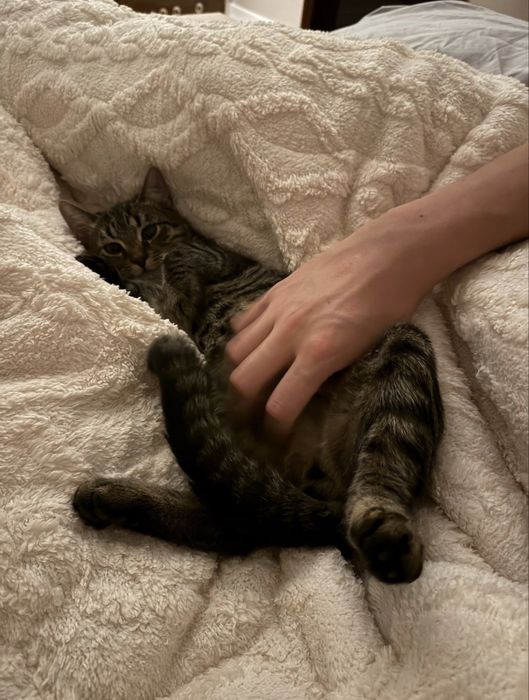 Oddam kotka 6 miesiecznego po zabiegu kastracji