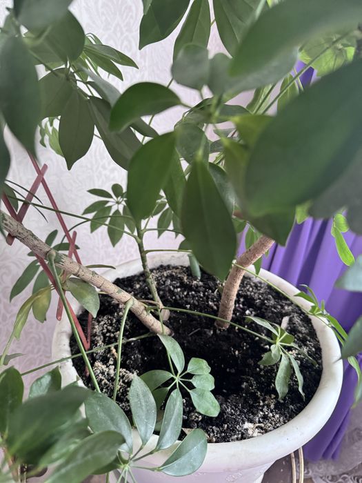 Вазони різні гарні