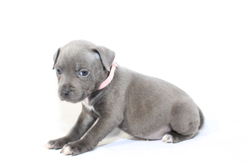 Staffordshire Bull Terrier-staffik stafik