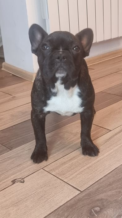 Buldog francuski ZKwP  8 msc suczka