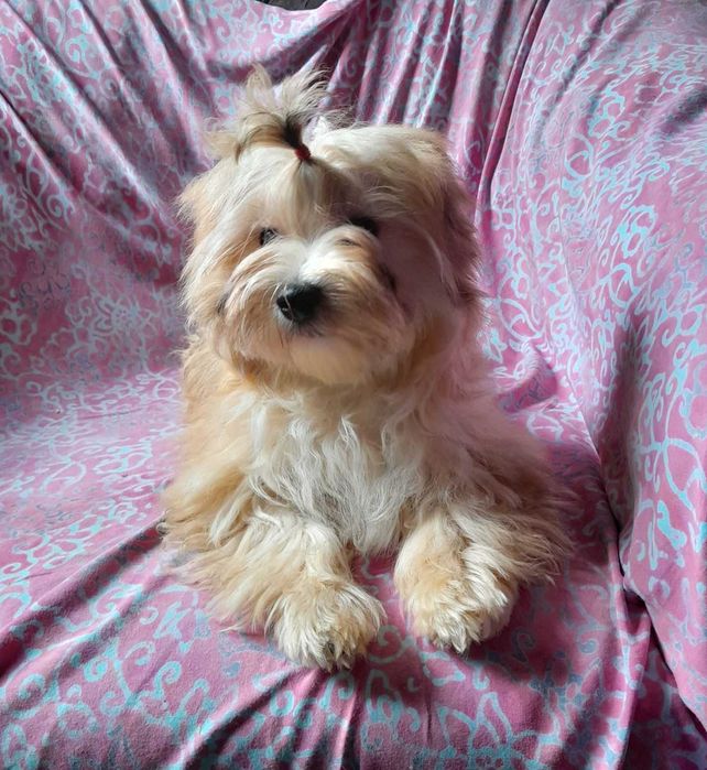 Ocean Pearl Yorkshire terrier ZHPR suczka KLARA