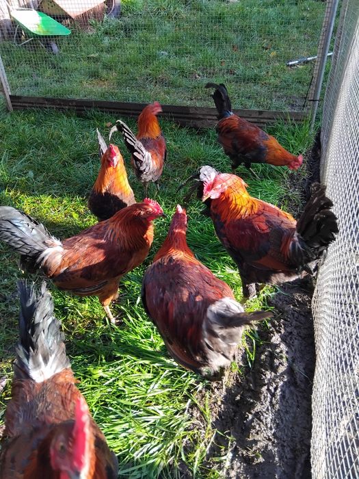 Koguty zielononóżki kuropatwowej