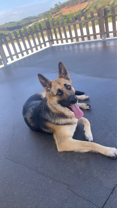 Pastora alemã para adoção