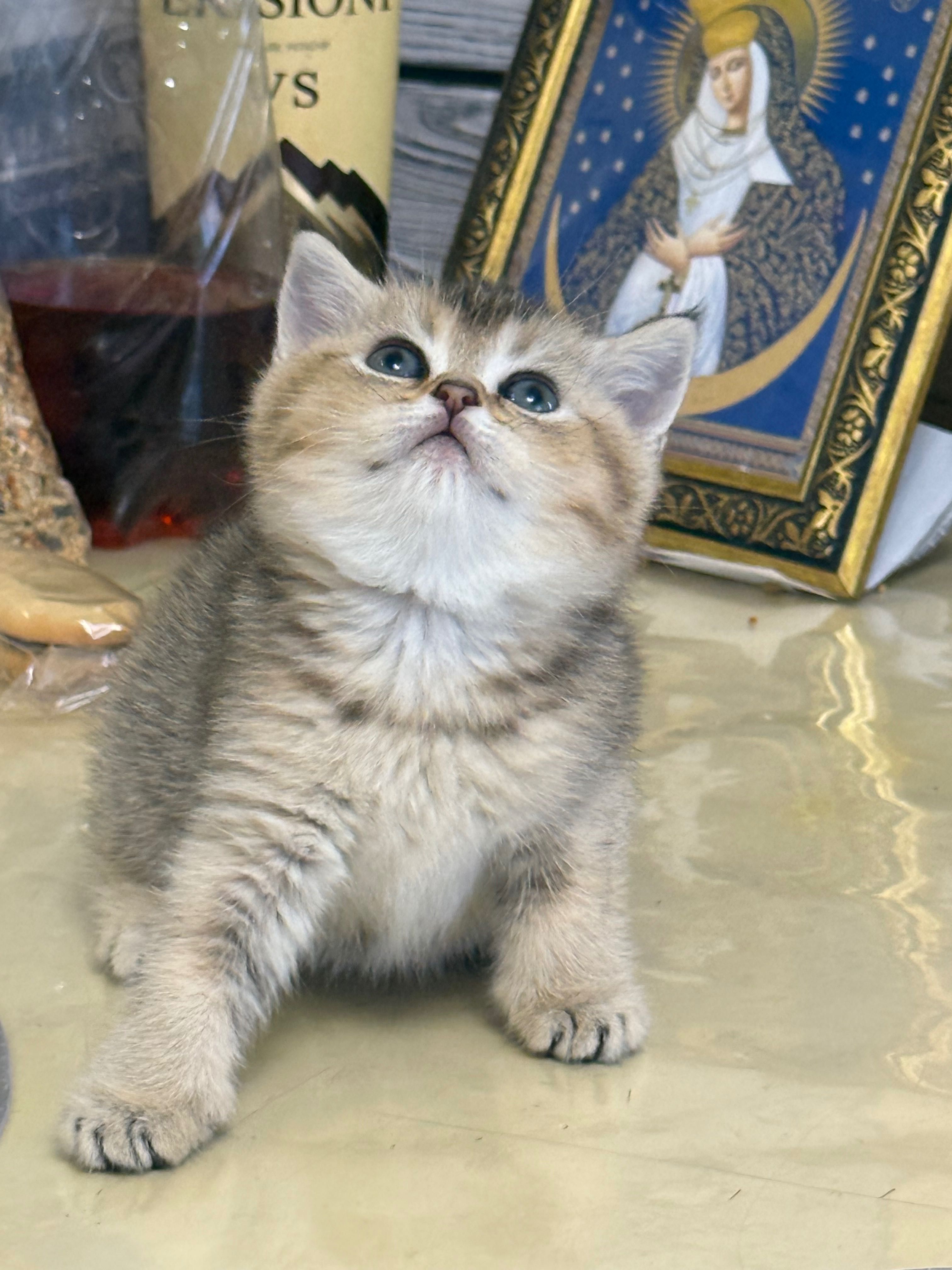 Шотландські кошенята