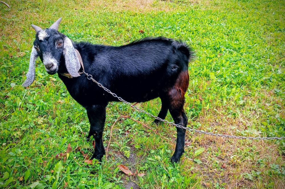 Молодий цап на паровку (злучку, парування)