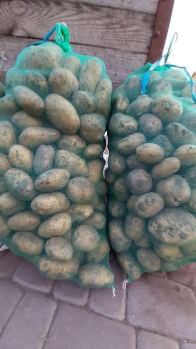 Продам картоплю бела роса