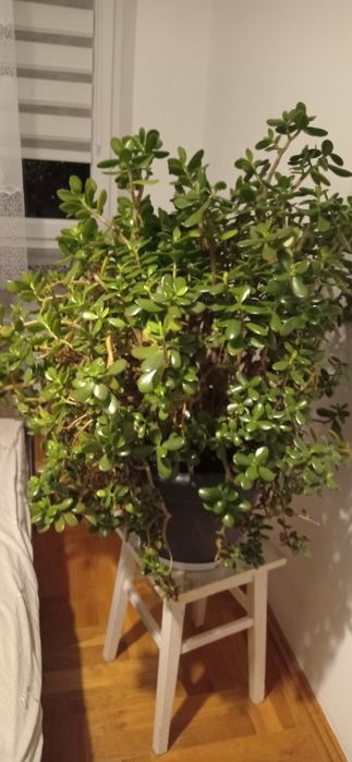 Drzewko szczęścia Grubosz