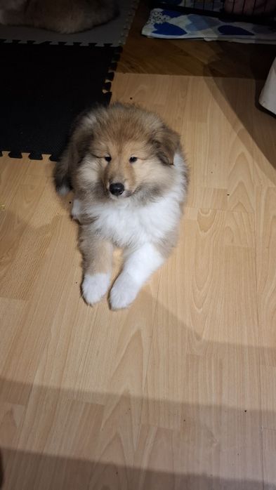 Owczarek Szkocki Długowłosy Collie rough FCI  gotowy do odbioru