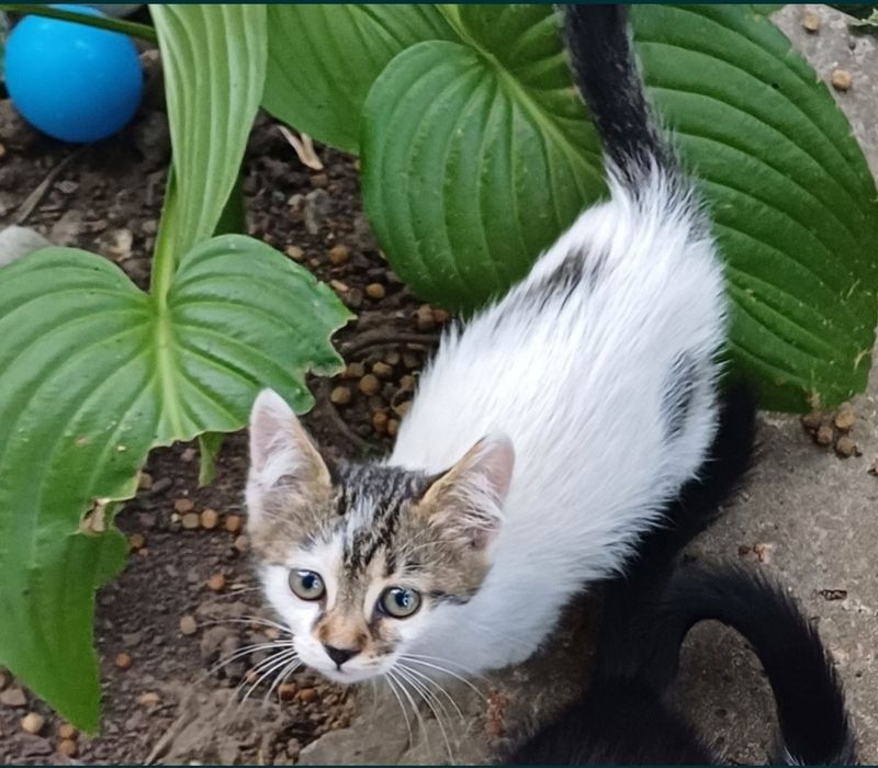 Федір! 1 рік! Супер хлопчик! (кастрований)