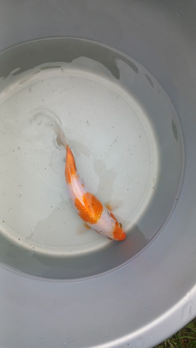 Коропи кої карп коі