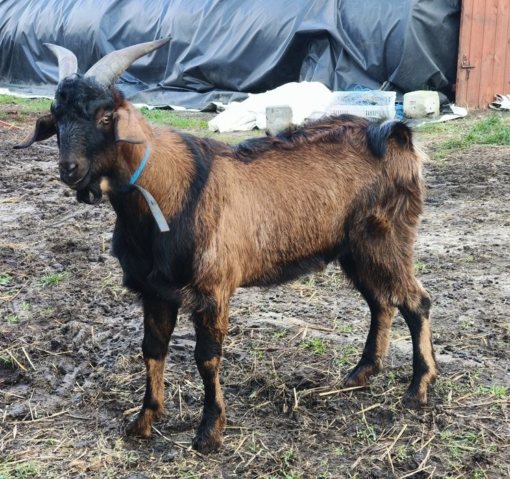 Kozioł anglonubijski