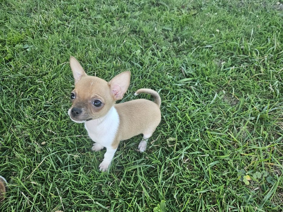 Chihuahua krótkowłosy Piesek