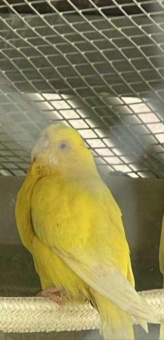 Casais de piriquitos australianos