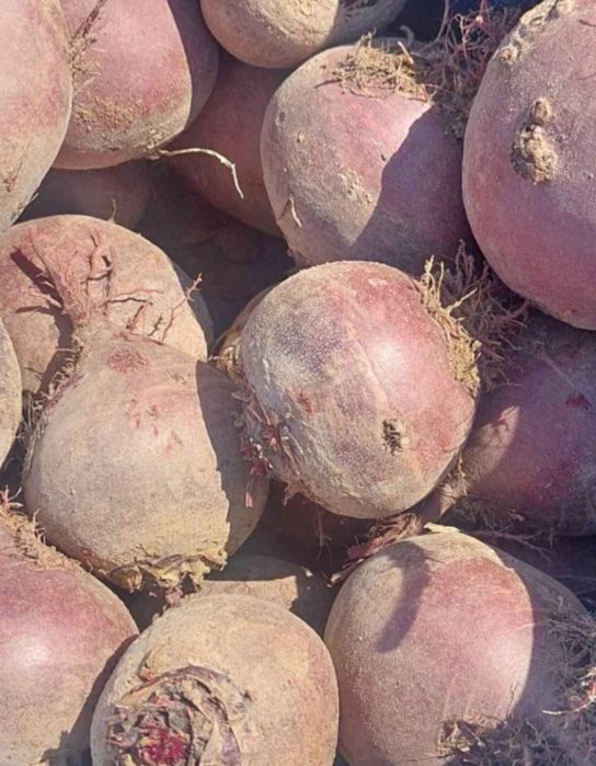 Sprzedam buraczki czerwone