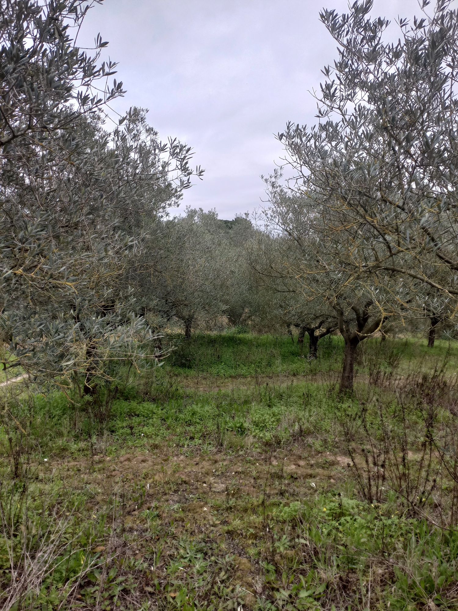 Diversas Oliveiras