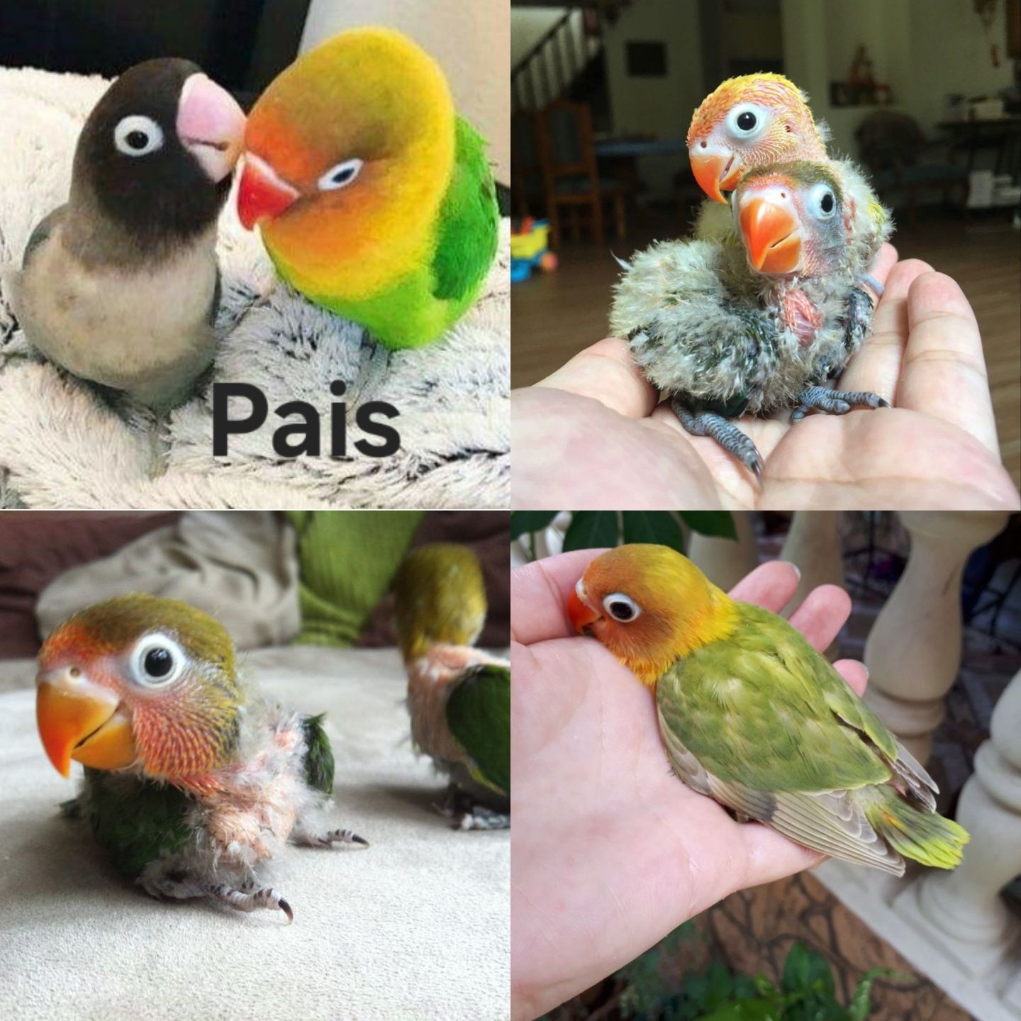 Agapornis fischer e agapornis roseicollis domésticados