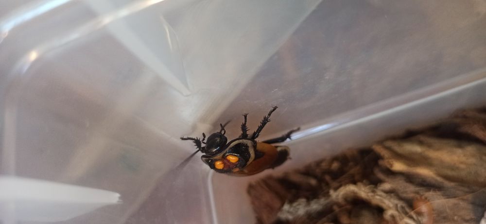 Lucihormetica verrucosa, karaczan świetlikowy

czytaj więcej https://