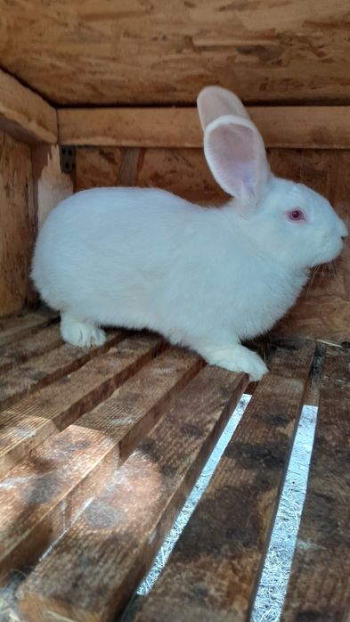 Продам робочого молодого кроля,дата народження 01.02.2025р.