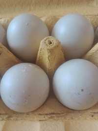 Kaczki biegusy, jajka lęgowe