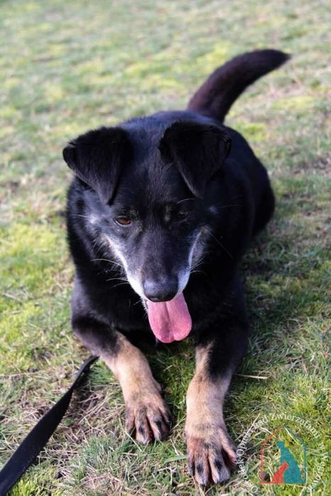 Bardzo przyjazny piesek Doner długo jest w schronisku! Adoptuj!