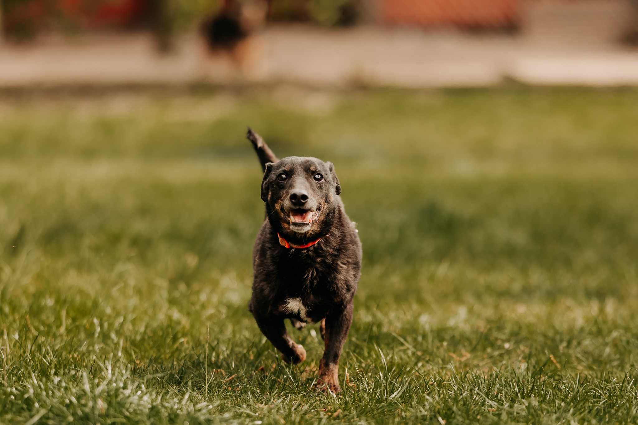 Mały, przesłodki psiak Krzyś poleca się do adopcji!