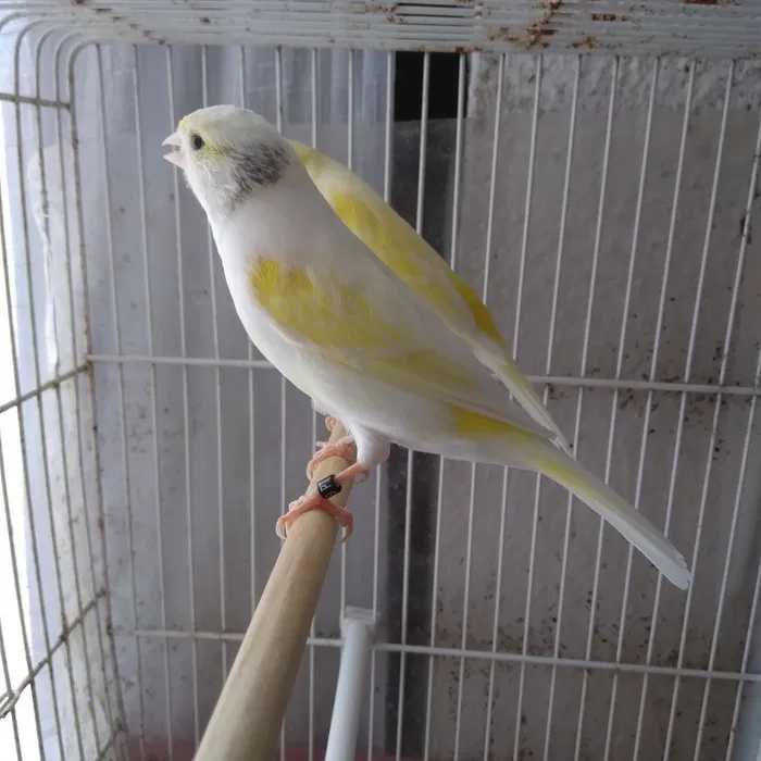 Canárias Timbrados espanhol