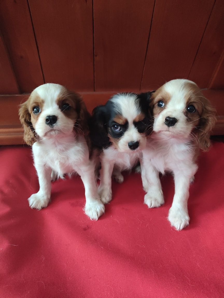 Cavalier King Charles Spaniel