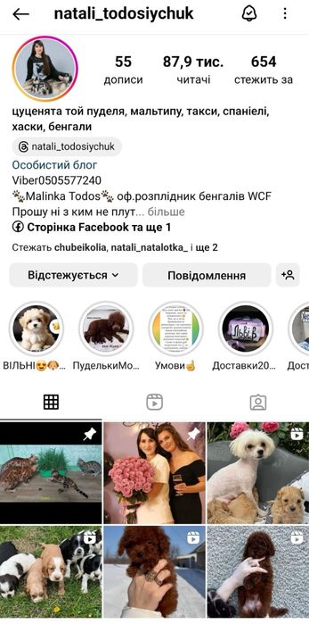 Кошенята різного віку, маленькі та підрощені