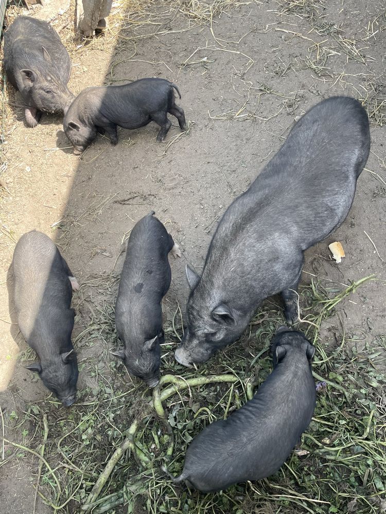 Vendo mini porcos pretos