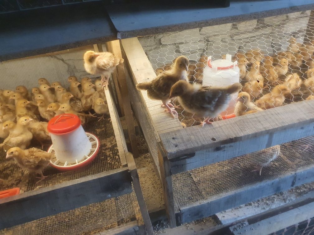 Kura kury aracuany naturalne ekologiczne araucany pisklaki araucany ku