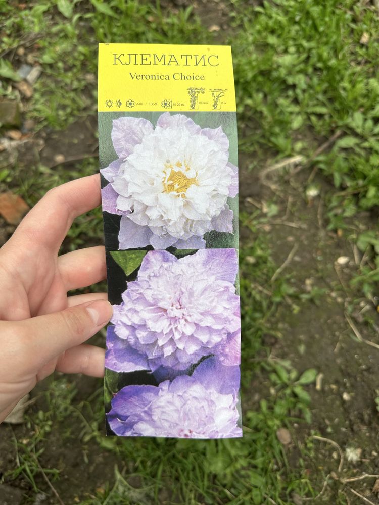 Продаються клематіси