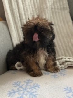 Sunia Shih Tzu szczeniak Karmelkowa