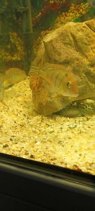 Ziemiojad Red Head Tapajos.