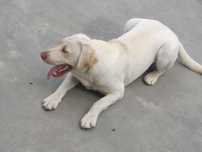 Labrador-Retiver