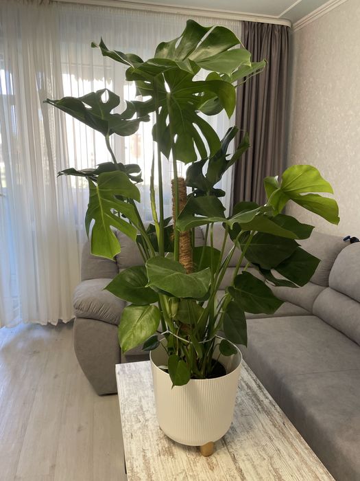 Величезна монстера на опорі