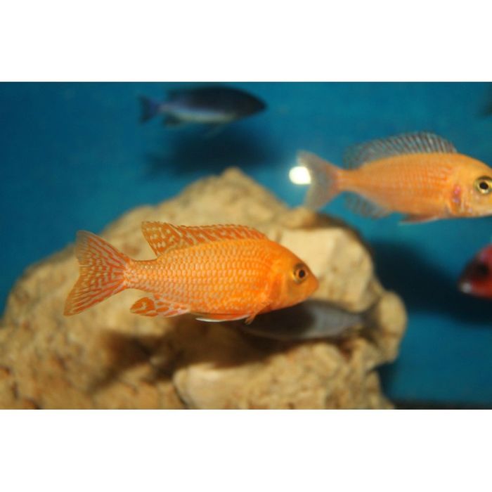 Aulonocara Fire Fish