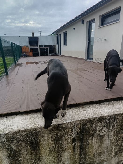 Cadelas para adoção responsável