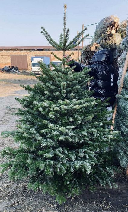jodła kaukaska 1.70-2.00 swierki choinki