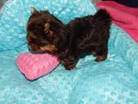 ** Yorkshire Terrier Mini Chłopczyk Czekoladowy **