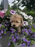 Maltipoo, śliczna Sunia. Suczka xs