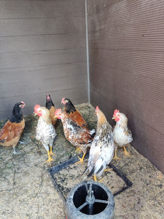 Kury ozdobne koguty lakenfelder vorwerk, włoszka i appenzeller