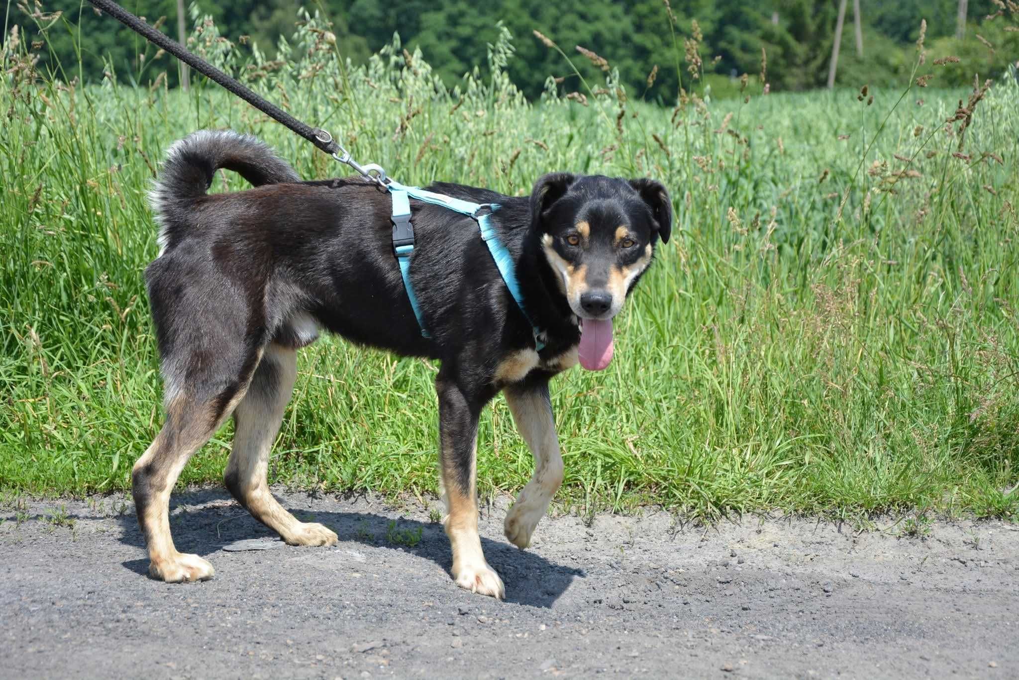 Onyx kocha wszystkich ludzi ADOPCJA